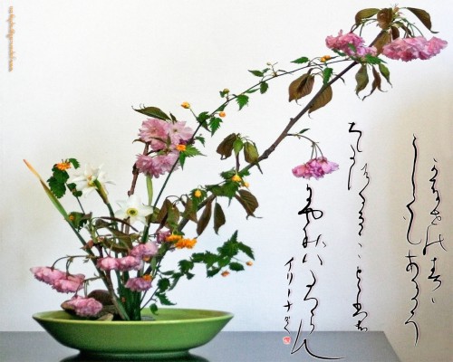 ikebana-sakura.jpg